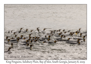 King Penguins