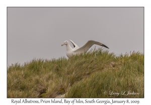 Royal Albatross