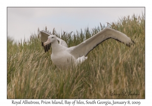 Royal Albatross