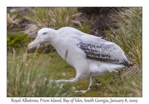 Royal Albatross