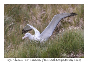 Royal Albatross