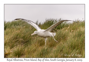 Royal Albatross