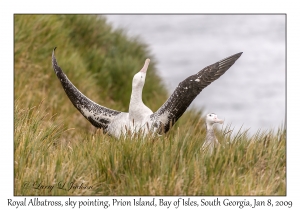 Royal Albatross, sky pointing