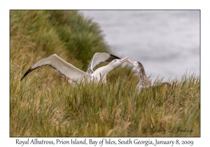 Royal Albatross