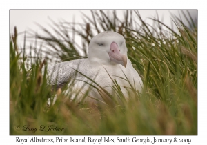 Royal Albatross