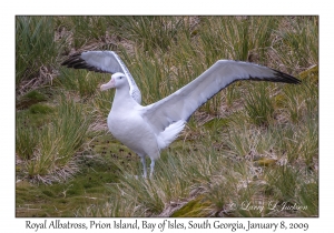 Royal Albatross