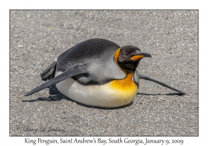 King Penguin