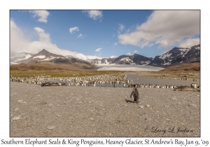 Southern Elephant Seals & King Penguins