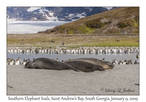 Southern Elephant Seals