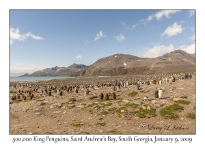500,000 King Penguins