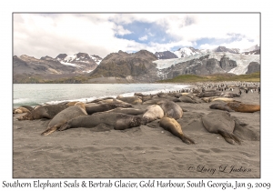 Southern Elephant Seals