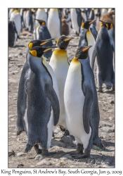 King Penguins