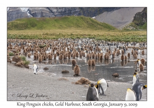 King Penguins & juveniles