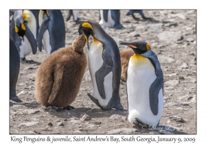 King Penguins