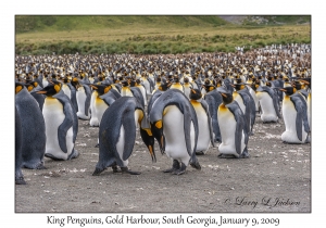 King Penguins