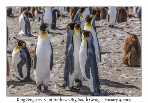 King Penguins