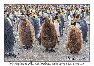 King Penguin juveniles