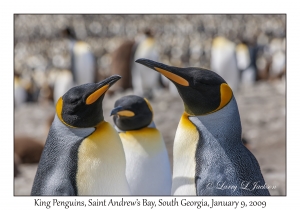 King Penguins