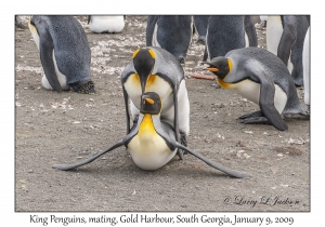 King Penguins, mating