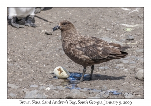 Brown Skua