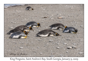 King Penguins