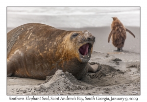 Southern Elephant Seal