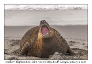 Southern Elephant Seal