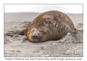 Southern Elephant Seal