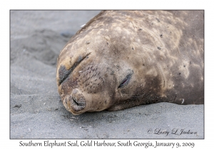 Southern Elephant Seal