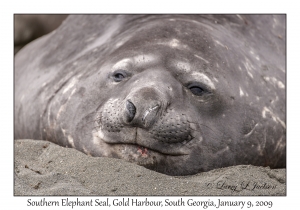 Southern Elephant Seal