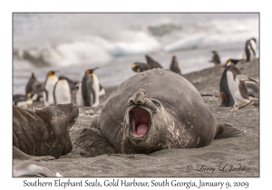 Southern Elephant Seals