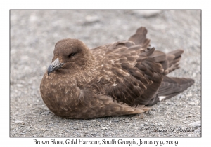 Brown Skua