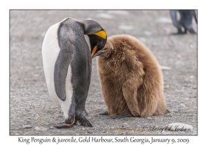 King Penguin & juvenile