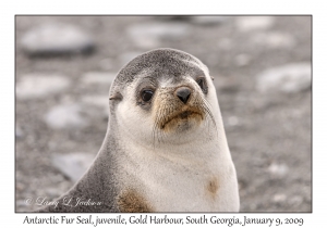 Antarctic Fur Seal, young female