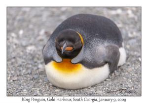 King Penguin