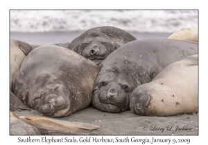 Southern Elephant Seals