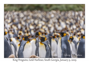 King Penguins