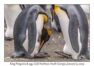 King Penguins & egg