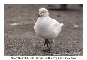 Snowy Sheathbill