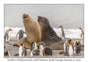 Southern Elephant Seals