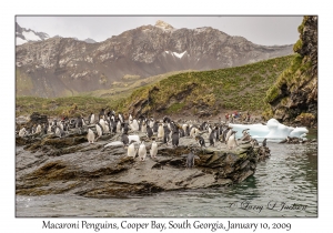 Macaroni Penguins