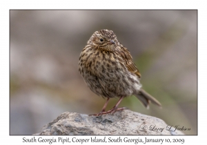 South Georgia Pipit