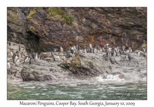 Macaroni Penguins