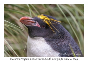 Macaroni Penguin