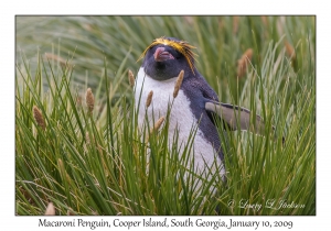 Macaroni Penguin