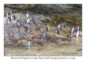 Macaroni Penguins