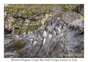 Macaroni Penguins