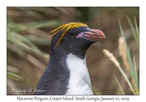 Macaroni Penguin