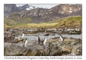 Chinstrap Penguins