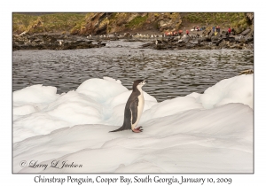 Chinstrap Penguin